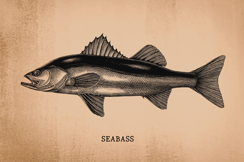 Seabass fish illustration izvirna jedilna podloga - TenStickers