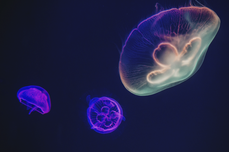 Raznobarvni meduze rib ribe - TenStickers