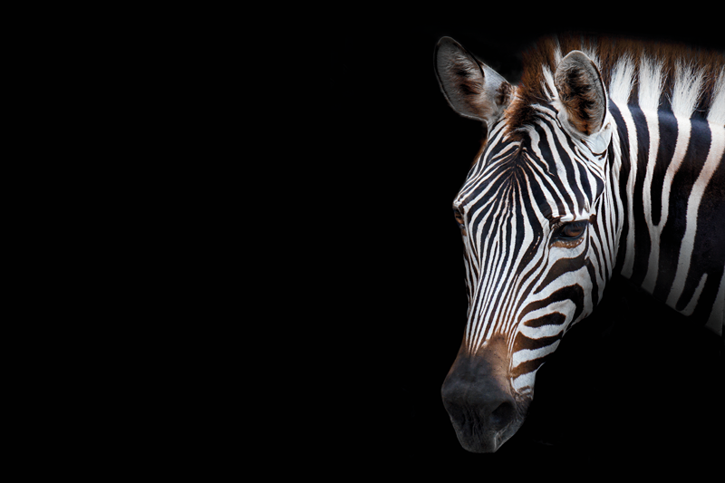 Zebra head close-up izvirna jedilna podloga - TenStickers