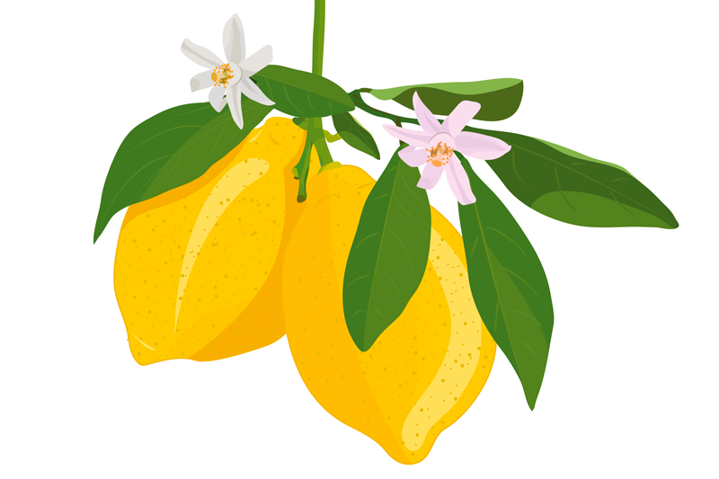 Lemon branch illustration izvirna jedilna podloga - TenStickers