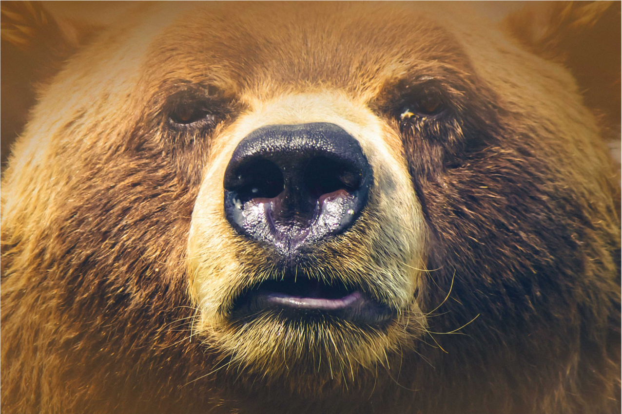 Bear face close-up izvirna jedilna podloga - TenStickers