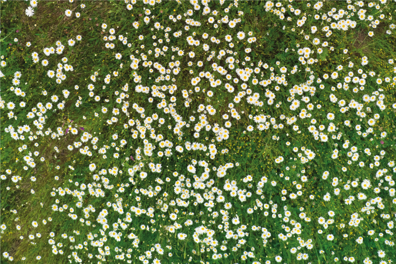 Cvetlični travnik pravokotne vinilne pogrinjke - TenStickers