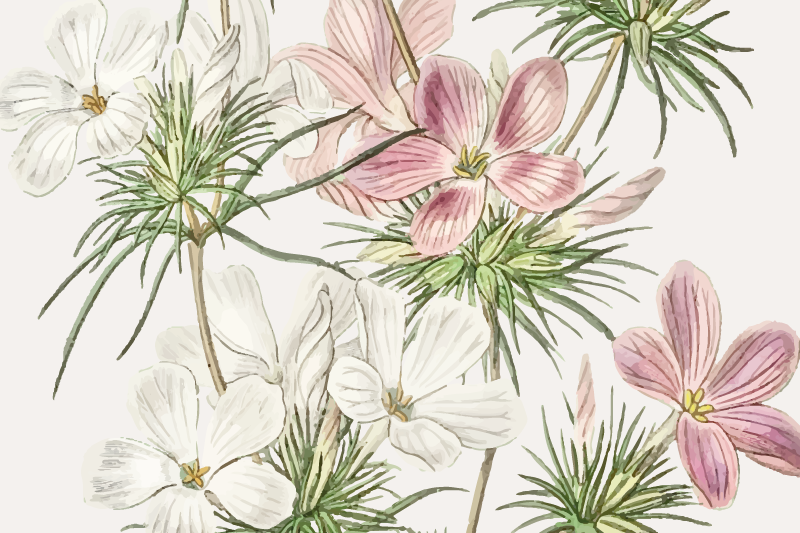 Subtilne orhideje, elegantne pogrinjke - TenStickers