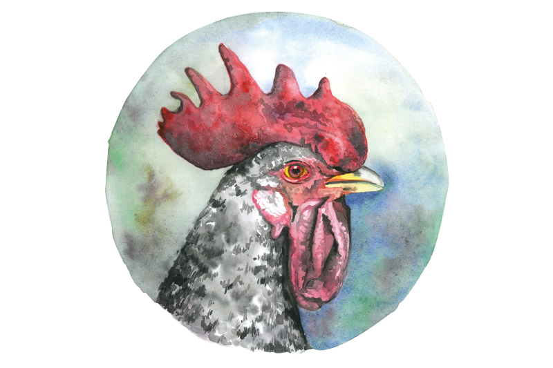 Colorful rooster portrait izvirna jedilna podloga - TenStickers