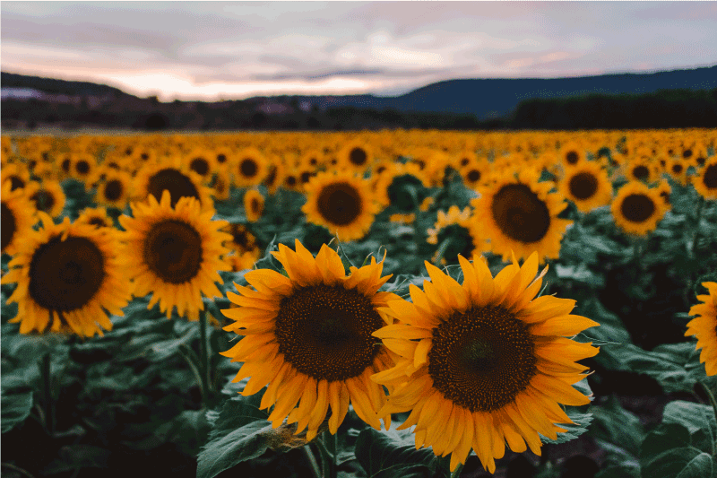 Sunflower field view izvirna jedilna podloga - TenStickers