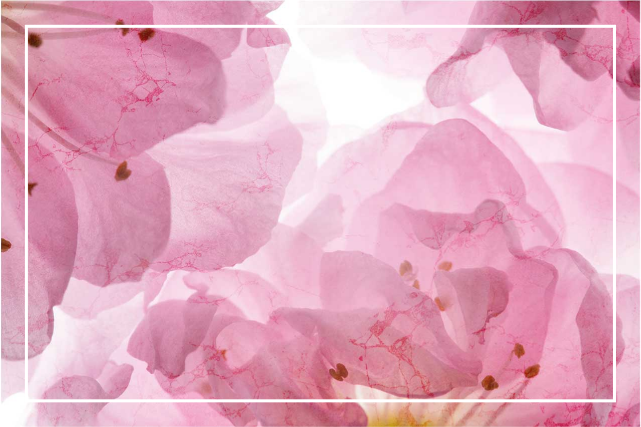 Soft floral pattern elegantna pogrinjek - TenStickers