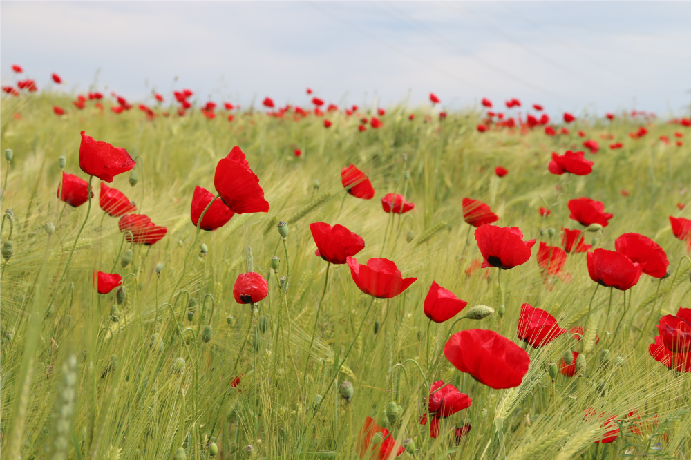 Poppy field placemats izvirna jedilna podloga - TenStickers