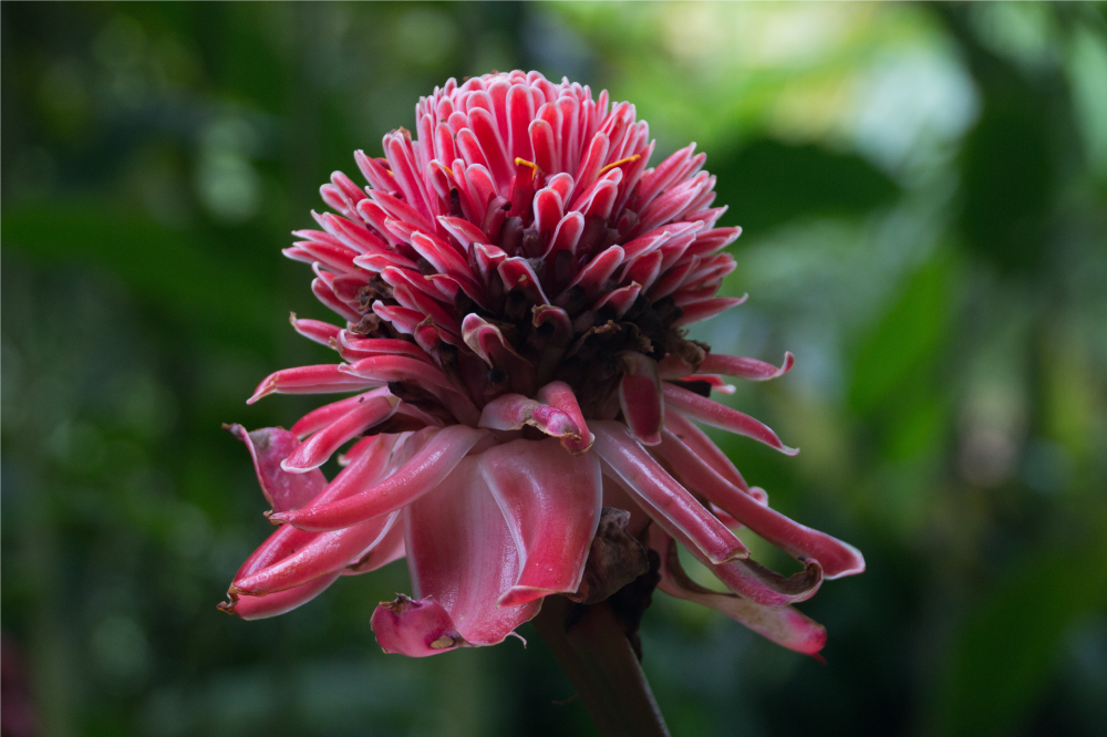 Tropical floral arrangement izvirna jedilna podloga - TenStickers