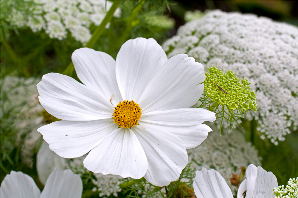 Elegant white blossom izvirna jedilna podloga - TenStickers