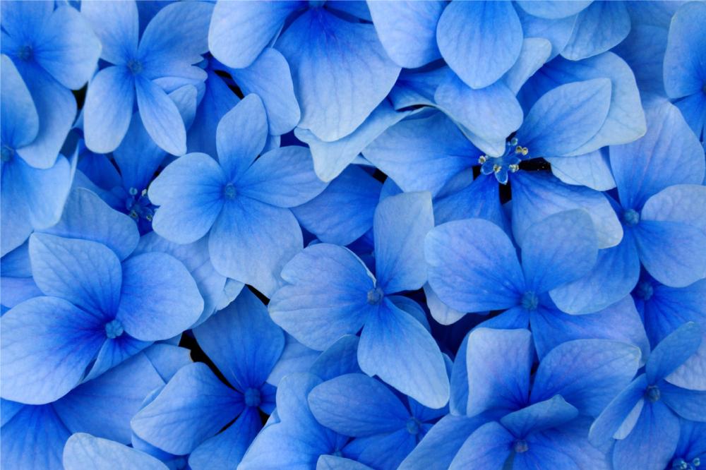 Hydrangea petals pattern teksturna pogrinjek - TenStickers