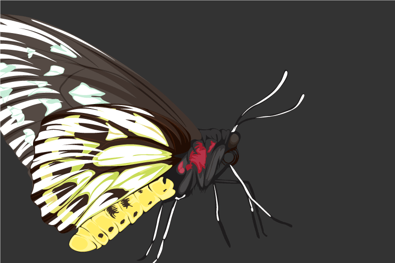 Colorful butterfly illustration izvirna jedilna podloga - TenStickers