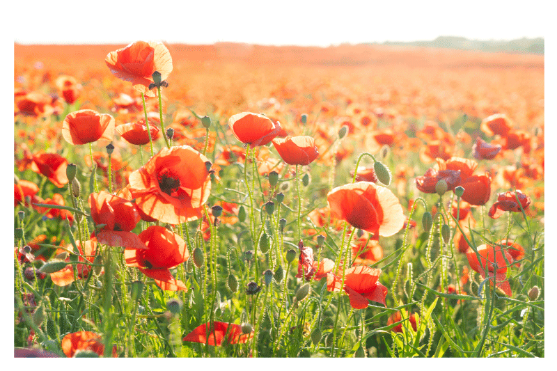 Rdeči maki na sončnem polju izvirne pogrinjke - TenStickers