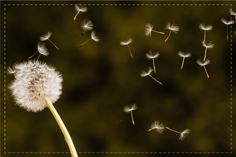 Dandelion fluff seeds izvirna jedilna podloga - TenStickers