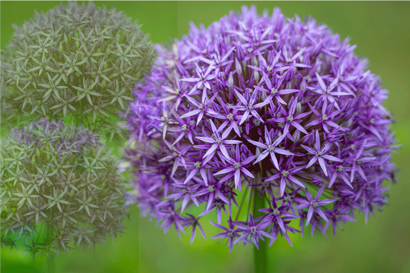 Vijolične kroglice z zelenimi stebli sodobne pogrinjke - TenStickers