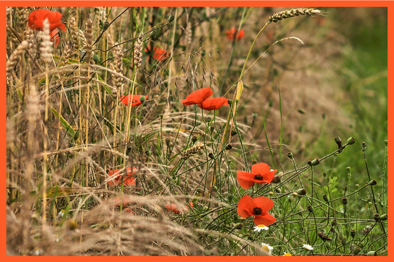 Funny food arrangement otroška pogrinjek za mizo - TenStickers