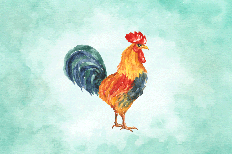 Realistična barvna risba petelin - TenStickers