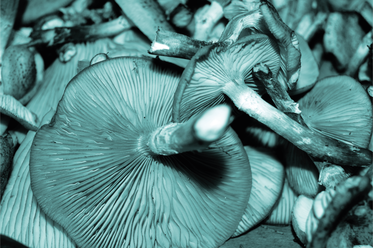 Mushroom close-up teksturna pogrinjek - TenStickers