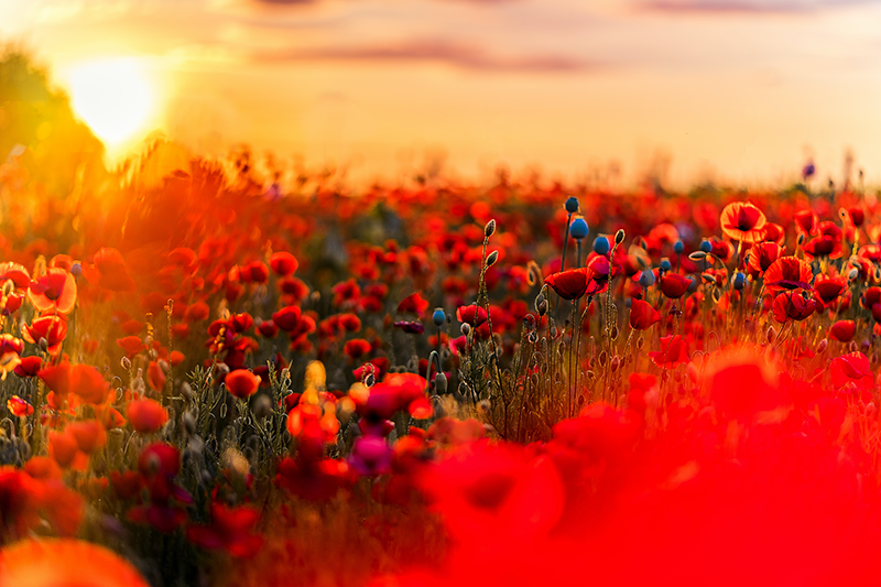 Poppy field serenity teksturni pogrinjek - TenStickers