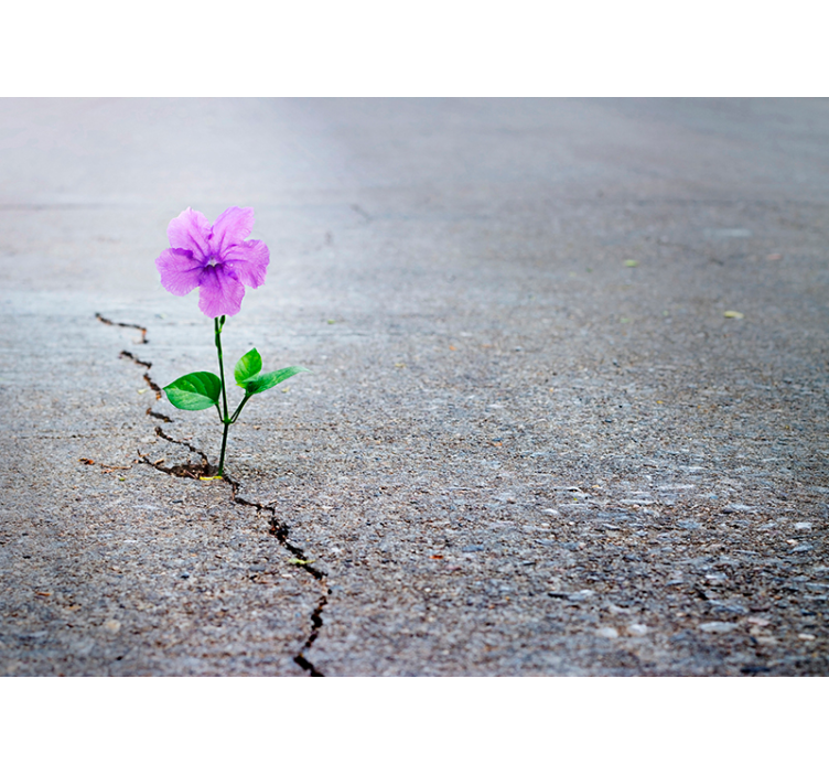 3d cvetne stenske tapeta - TenStickers