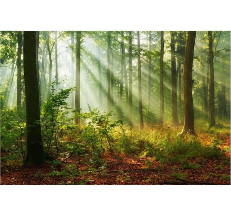 Sunlit morning grove fototapeta gozd - TenStickers