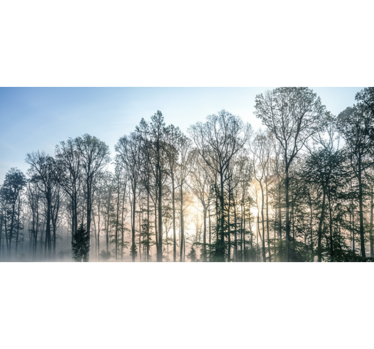 Misty morning meadow fototapeta gozd - TenStickers