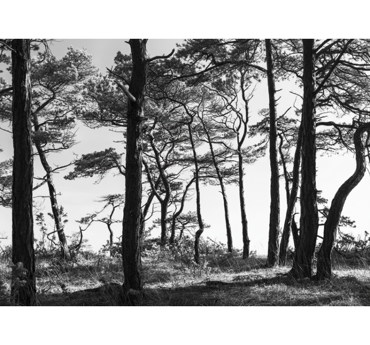 Ink pine forest fototapeta gozd - TenStickers
