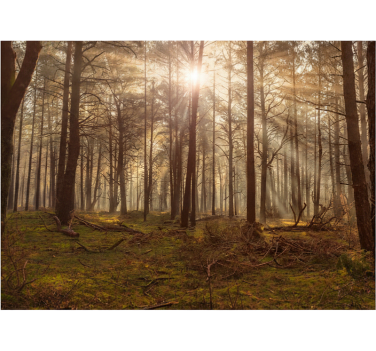 Golden wildlife lounge fototapeta gozd - TenStickers