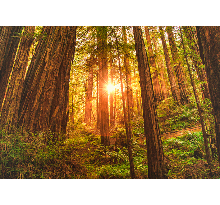 Mistični jutranji gozdni stenski stenski zid - TenStickers