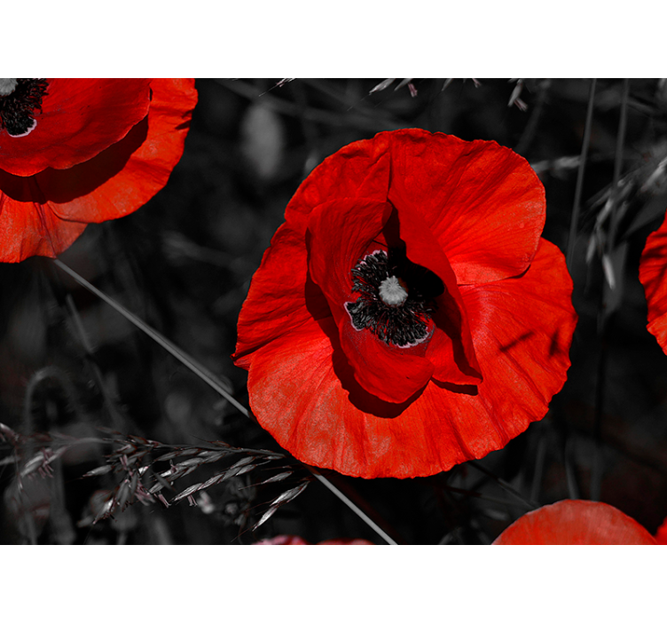 Cvetijo stenski steni maka - TenStickers