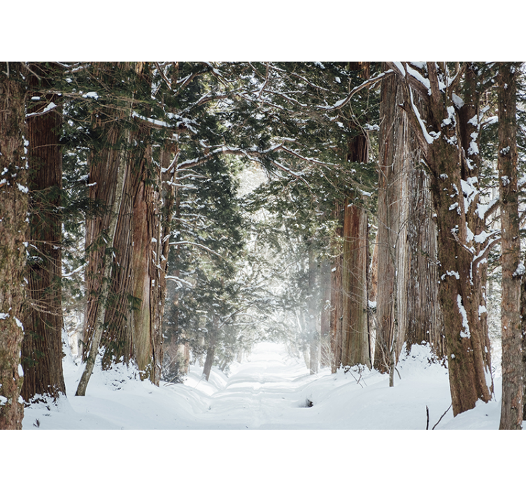 Icy woodland trail fototapeta gozd - TenStickers