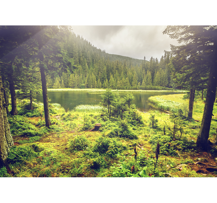 Zelena drevesa gozdni stenski zidni fototapeta - TenStickers