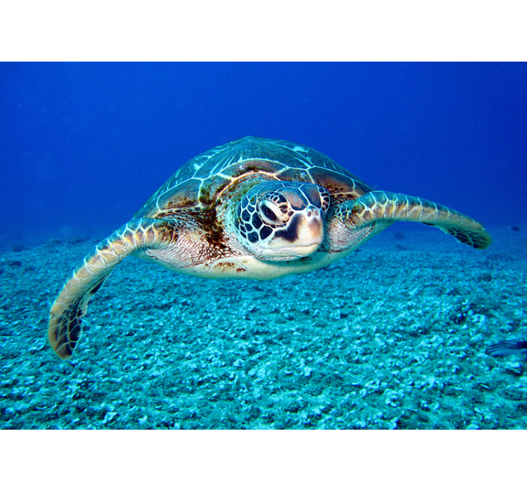 Stenski mural živalskih želv morske želve - TenStickers