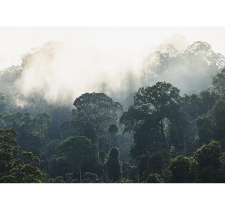 Misty forest view fototapete narava - TenStickers