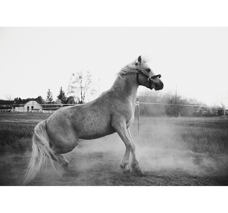 Galloping pony fototapete z živalmi - TenStickers