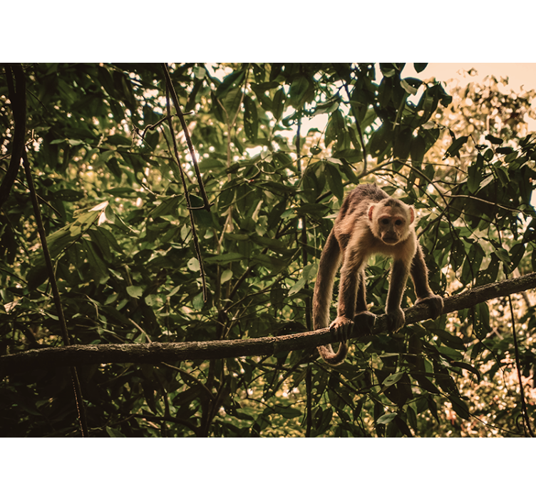 Opica na veji Fototapete z živalmi - TenStickers