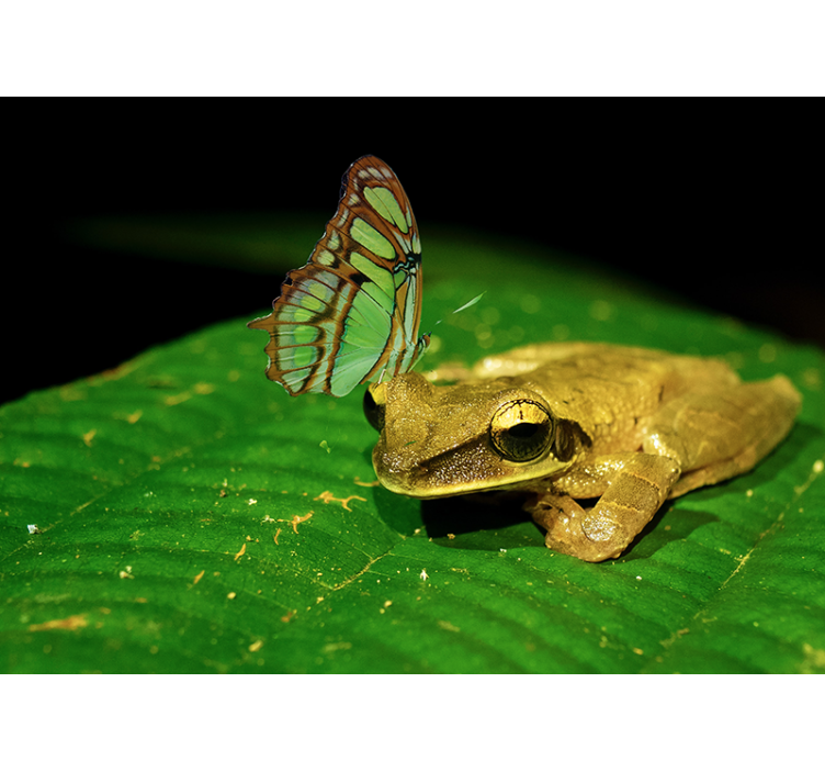 žaba in metulj Fototapete z živalmi - TenStickers
