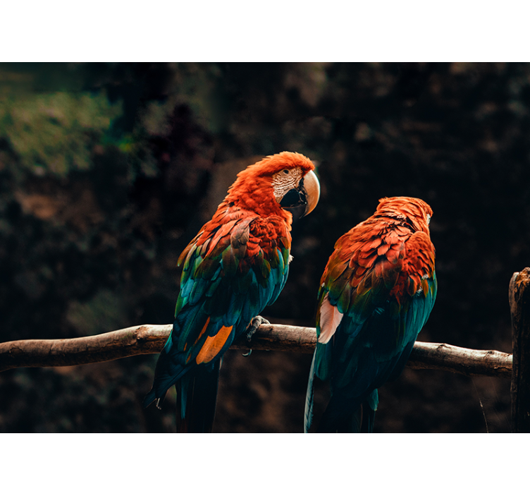 Pisane papige skupaj Fototapete z živalmi - TenStickers