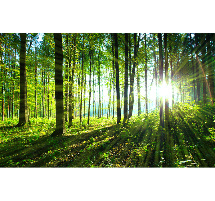 Sun-kissed woodland view fototapeta gozd - TenStickers