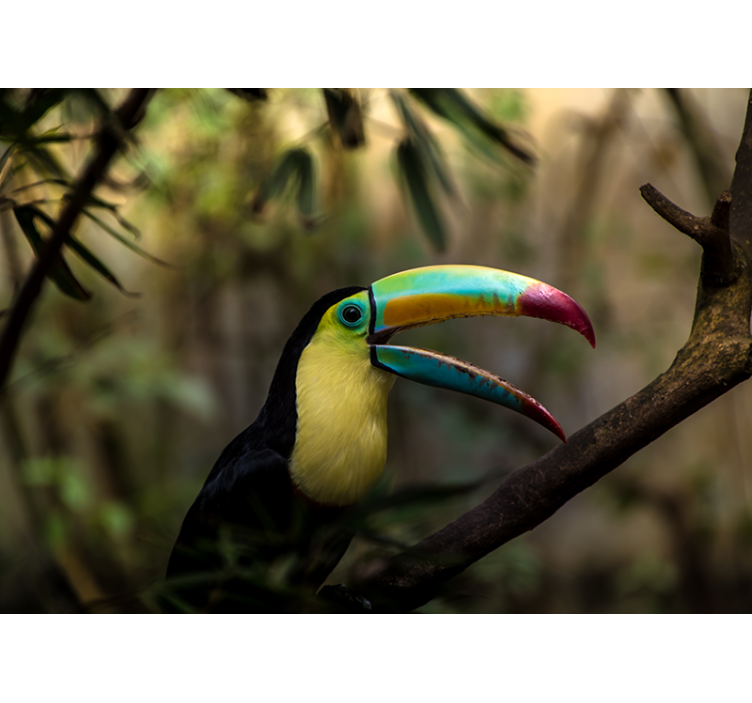 Colorful toucan portrait fototapete z živalmi - TenStickers