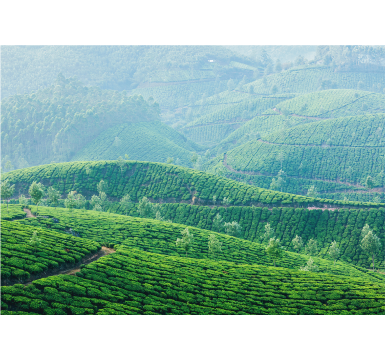 Tea plantation hills stenske poslikave - TenStickers