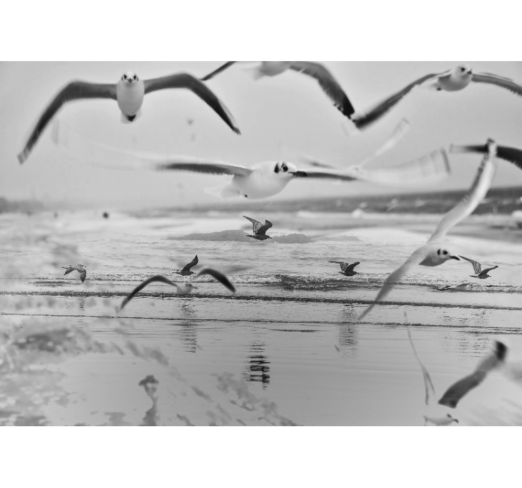 Galebi nad oceanom Fototapete z živalmi - TenStickers