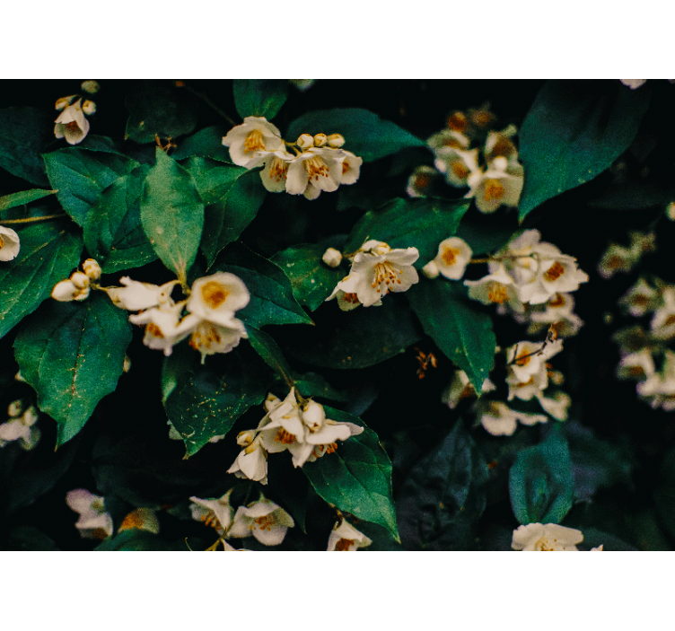 Delicate white blossoms fototapete cvetje - TenStickers