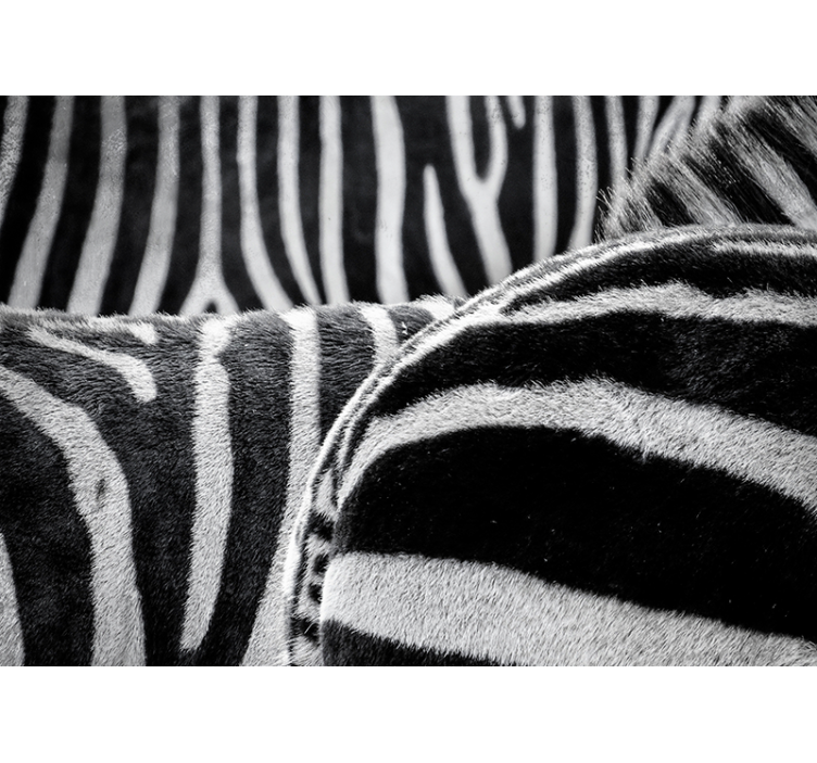 Stenska poslikava konji zebra - TenStickers