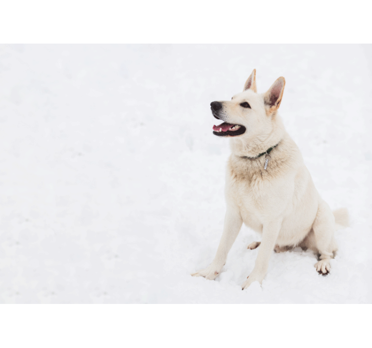 Srečen beli pes Fototapete z živalmi - TenStickers