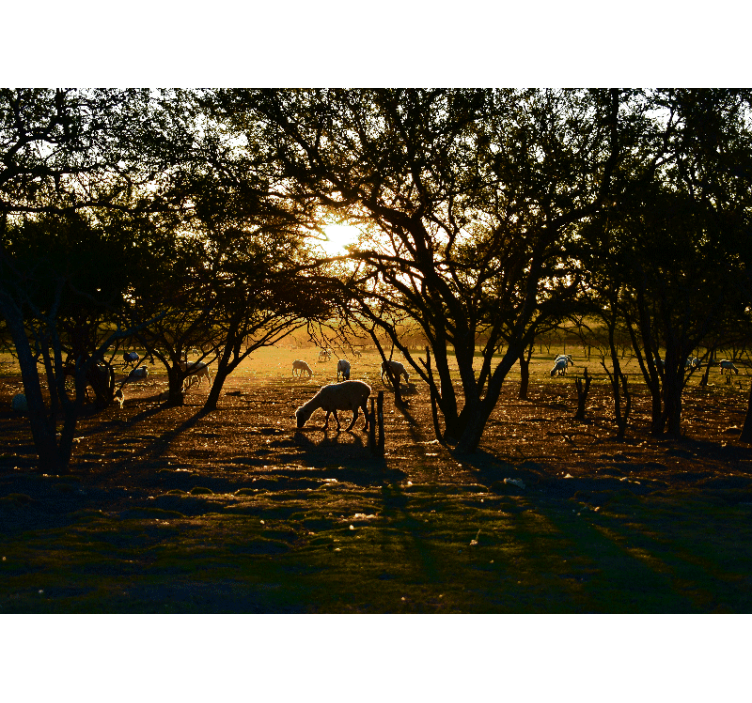 Golden sunset grazing fototapete narava - TenStickers