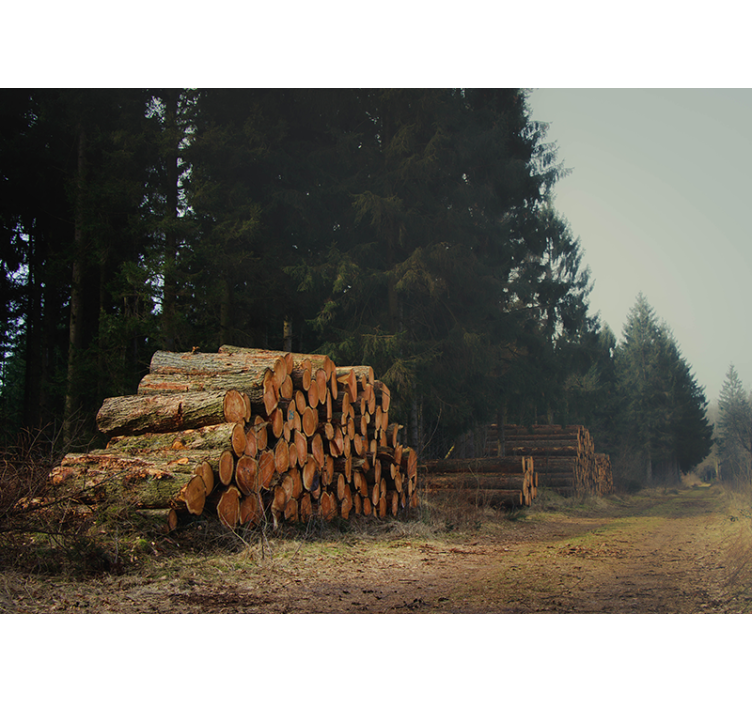 Skladovnice lesa v gozdu Fototapeta Gozd - TenStickers