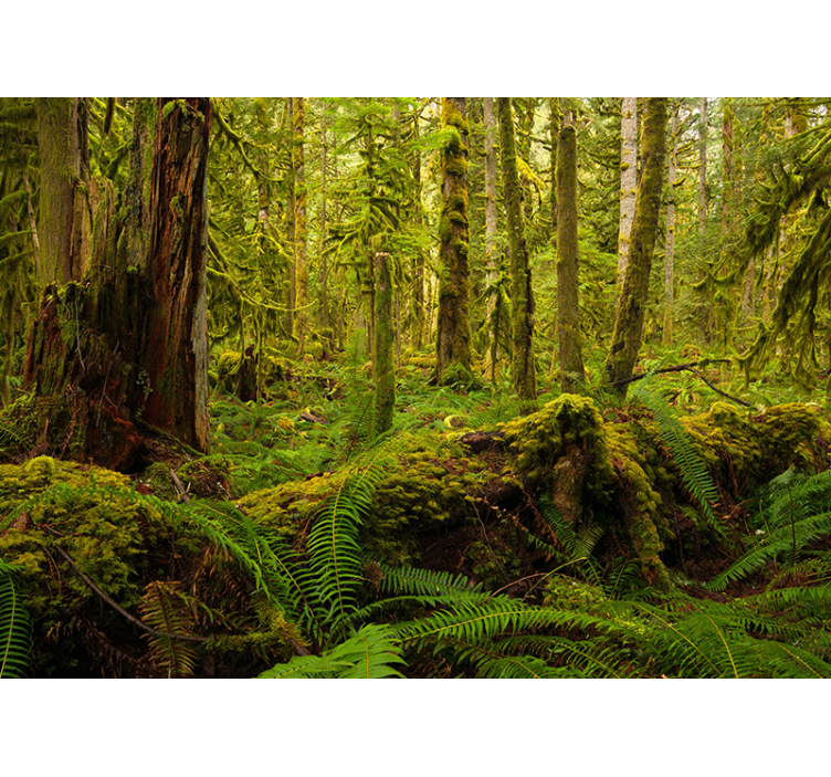 Fototapeta gozd razkošna gozdna pokrajina - TenStickers