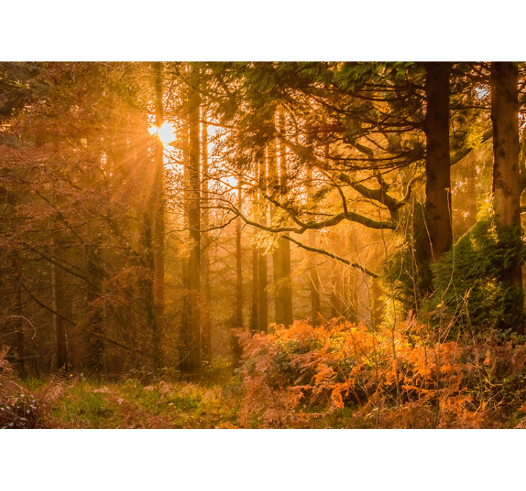 Osvetljena gozdna pokrajina Fototapete Narava - TenStickers