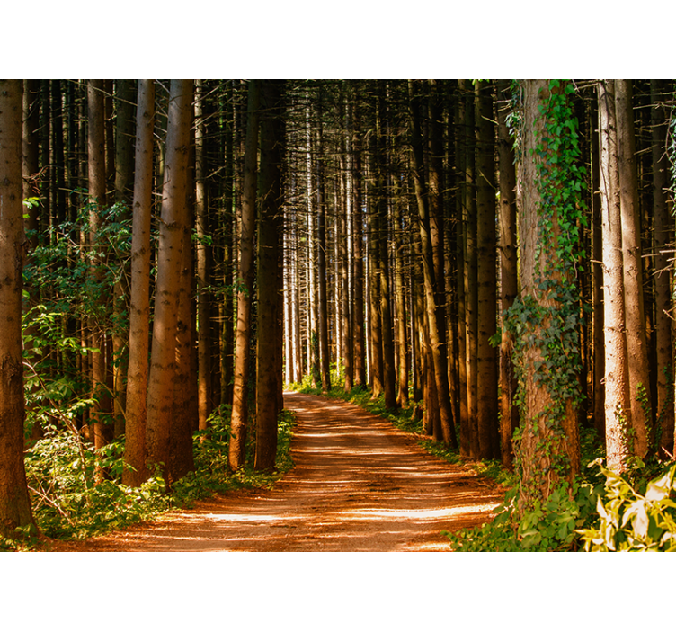 Magical woodland trail fototapeta gozd - TenStickers