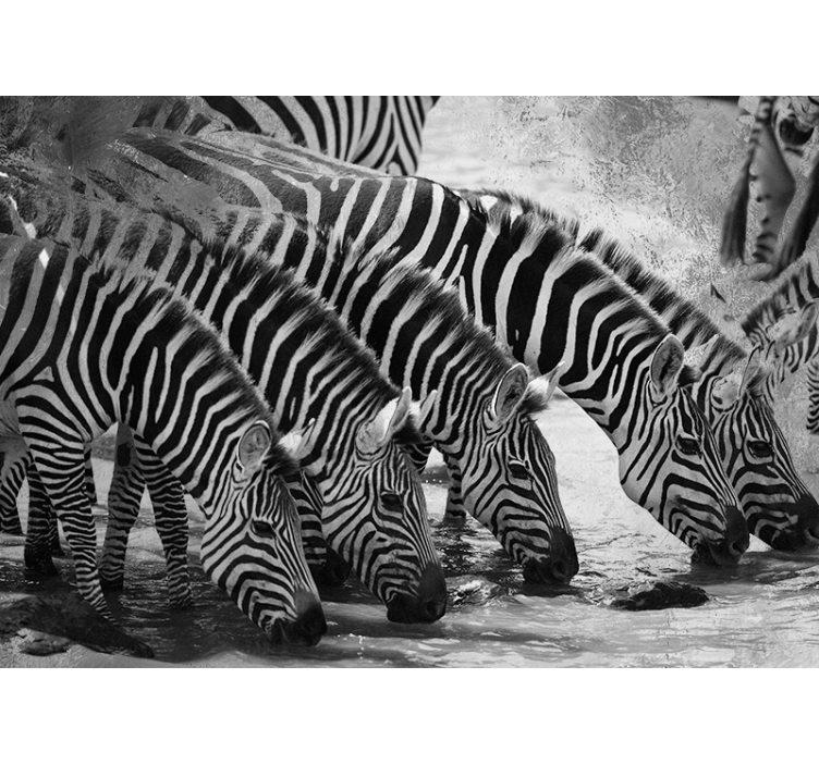 Zebre pijejo vodo Fototapete z živalmi - TenStickers